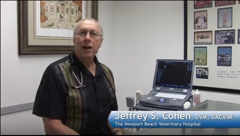 Veterinary Ultrasound Case Studies